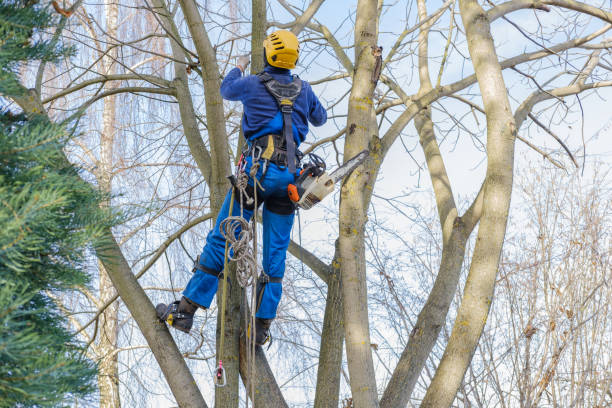 Best Pest Control for Lawns  in Moulton, AL